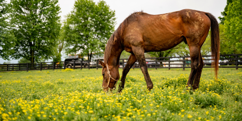 Fun Fingertip Facts About Georgetown, Kentucky